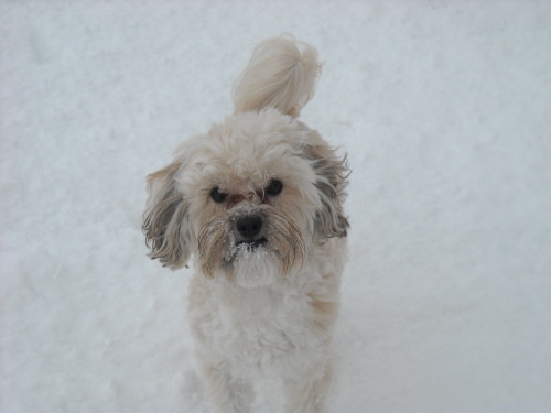 Here&rsquo;s  my furry Bandit baby! Playing in the snow and then curling up on the couch af