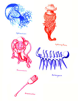 scientificillustration:  some drawings of