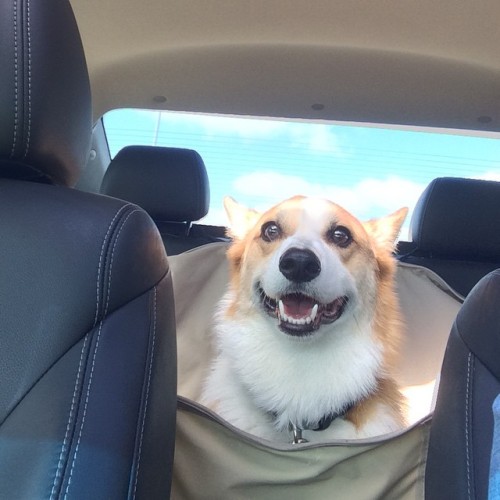 megatroncorgi:  The face of pure joy #megatron #corgi #corgination #corgicommunity #happy