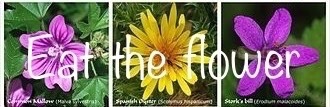 edible-flowers-2:   A delicious edible red flower. Smell her. Kiss and lick her.