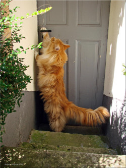 magical-meow:  Türöffner - door opener
