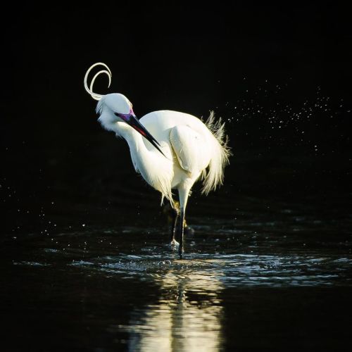 trashzy:Little Egret