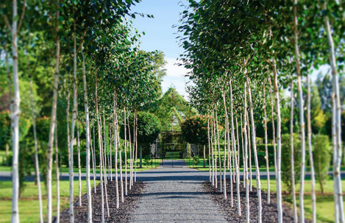 asexualrichardgansey: mymodernmet: Man Spends Four Years Growing a Serene Church Made of Trees watso