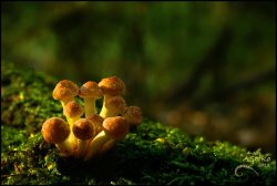 blooms-and-shrooms:  Orange Mushrooms 2 by