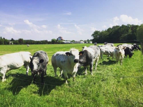 Cows #cows
