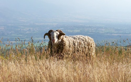 Posted : tinamotta.tumblr.com Fonte : www.pocketfullofgrace.com 1964295-sheep__2