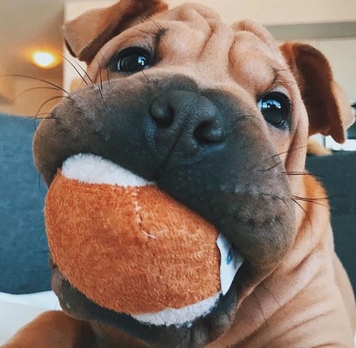 sighduckss:What kind of cute little wrinkly god is this