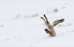 vet-trek:  The 2016 finalists for the second annual Comedy Wildlife Photography Awards have been announced, and they are predictably delightful!Follow for moreVet-Trek: The Fauna Frontier