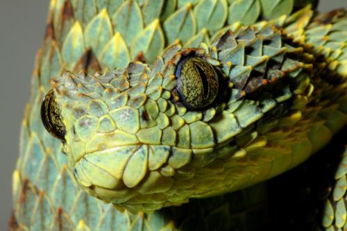 about-a-corn:  xgespentsx:  Atheris hispida is a venomous viper species endemic to Central Africa. It is known for its extremely keeled dorsal scales that give it a bristly appearance.  it has little leaves for scales i’m sorry 