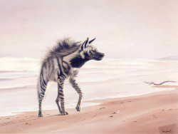 gloriousundoing:  Striped hyena— these