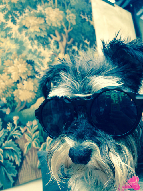 aerienette:  Dog with a floooow on We Heart It.