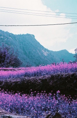 huskiphotography:  Canola Fields, Mountainside