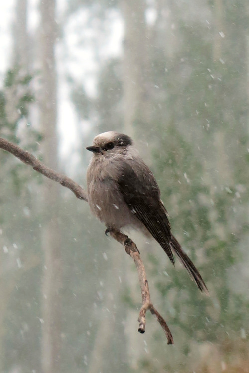 ambermaitrejean:Canada Jay. Photo by Amber Maitrejean