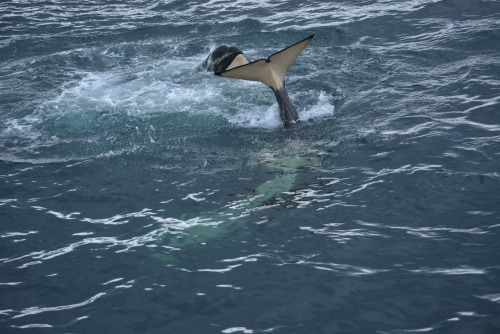 Orca exhibiting seemingly playful behavior on a recent nature cruise off the Rausu coast. One Orca w