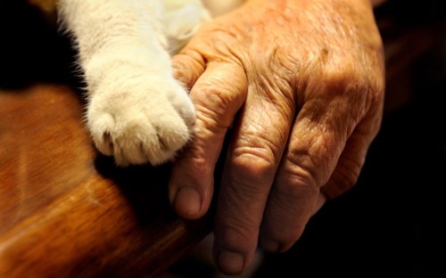 kinh:  thecatdogblog:  Nine years ago, Japanese photographer Miyoko Ihara began snapping pictures of the relationship between her grandmother and her odd-eyed white cat. Miyoko’s grandma Misao found the abandoned cat in a shed on her land and the pair