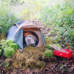 cutefunnybabyanimals:  Little hedgehog camper