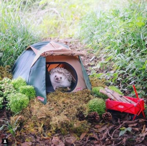 cutefunnybabyanimals:  Little hedgehog camper adult photos