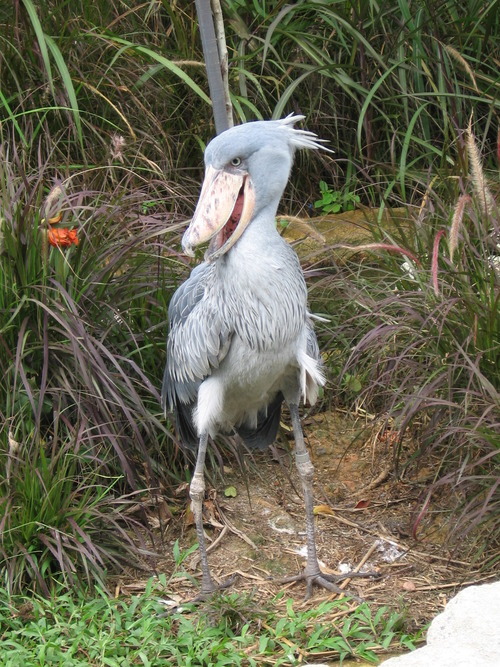 yowhosedogisthat:  Shoebills look very scary from the front  But from other angles…  eeeeeeyyyy  eeeeyyyyyy  eeeeeyyyy  eeeeyyyyyy eeeeeyyyy  eyyyyyyyy 
