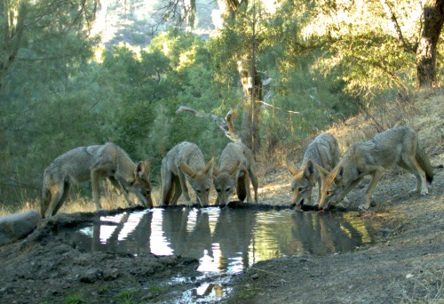 ucresearch:Good morning from the critters out at UCSB’s Sedgwick reserve.Deer and coyotes and bears,