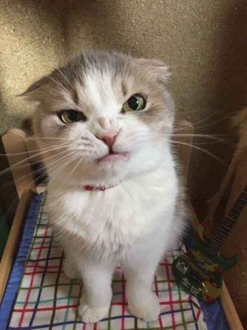 kitty & cat posts / memes
