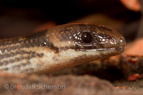 ainawgsd: Queensland Snake Lizard The Brigalow scaly-foot or Queensland snake-lizard (Paradelma orie