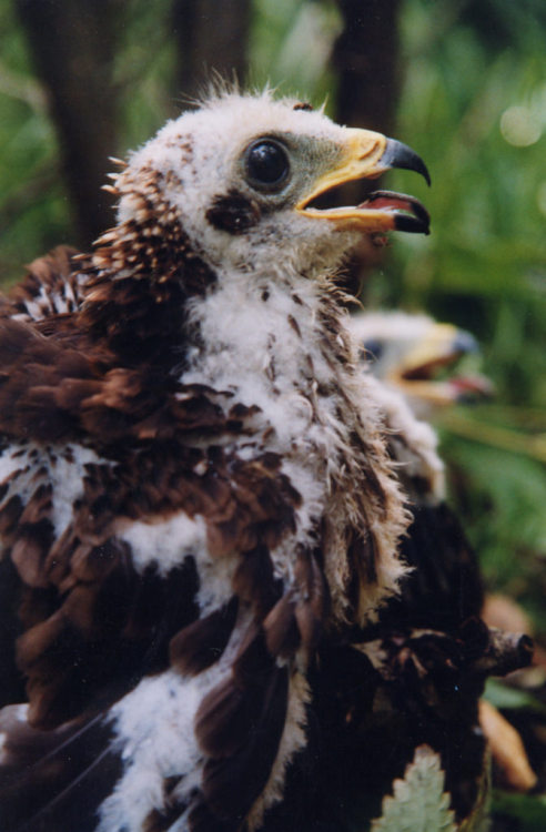 juvenile European Honey Buzzard (Pernis apivorus) >>by Maria Orgzewalska (1|2)