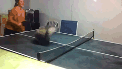 sizvideos:  These cats love to play ping-pong (Video) 