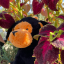 webkinzweb