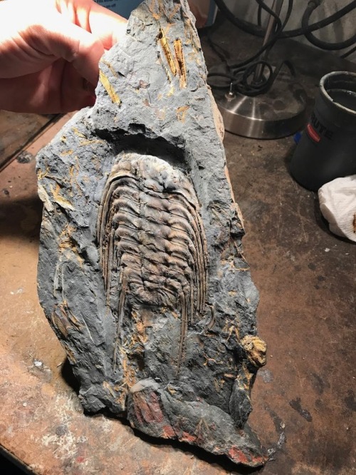 amnhnyc:It’s time for Trilobite Tuesday! The genus Selenopeltis has been found in Ordovician outcrop