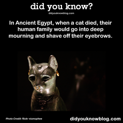 did-you-kno:  In Ancient Egypt, when a cat