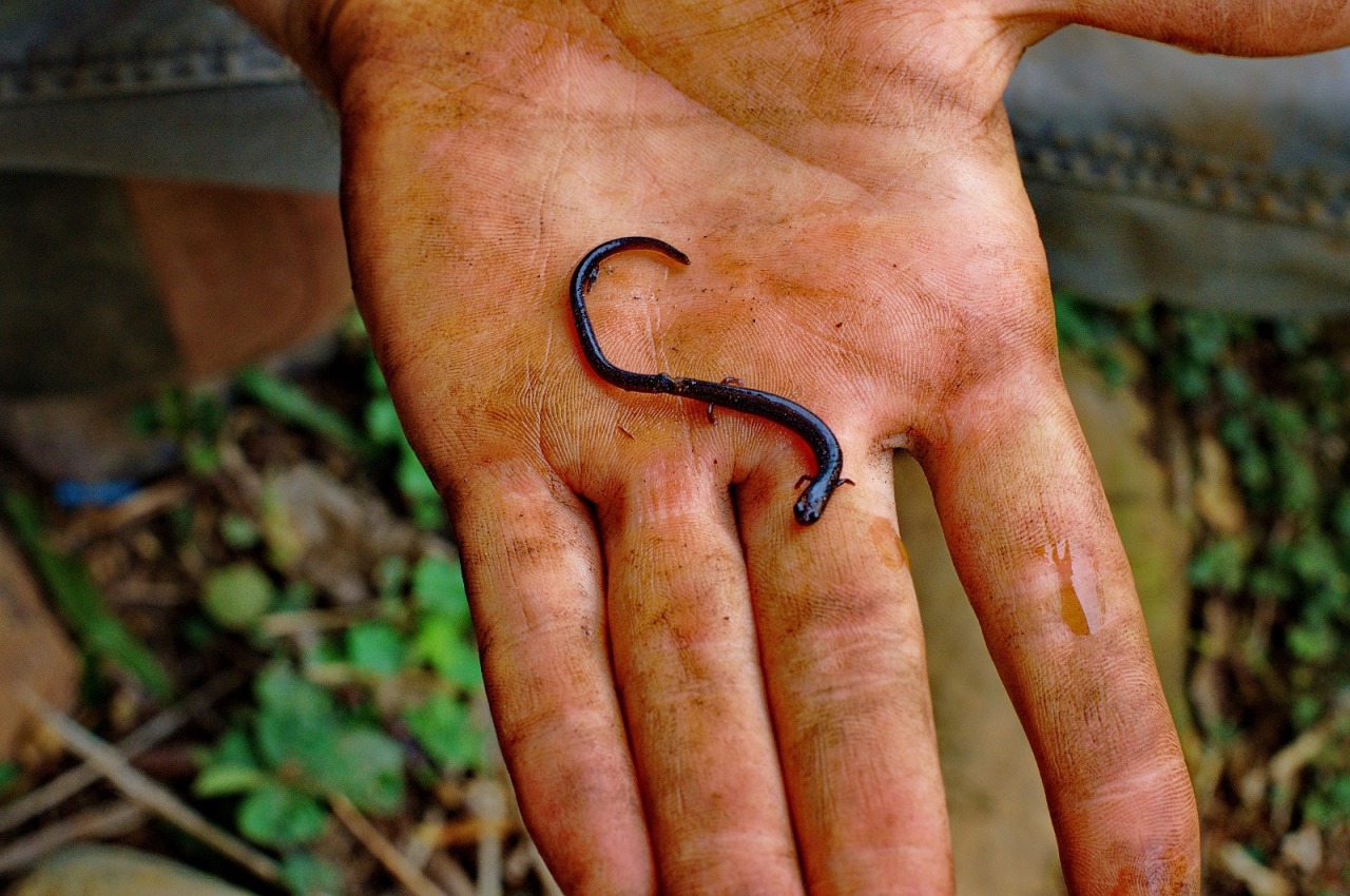 realmonstrosities:  Worm Salamanders have no lungs and breathe right through their