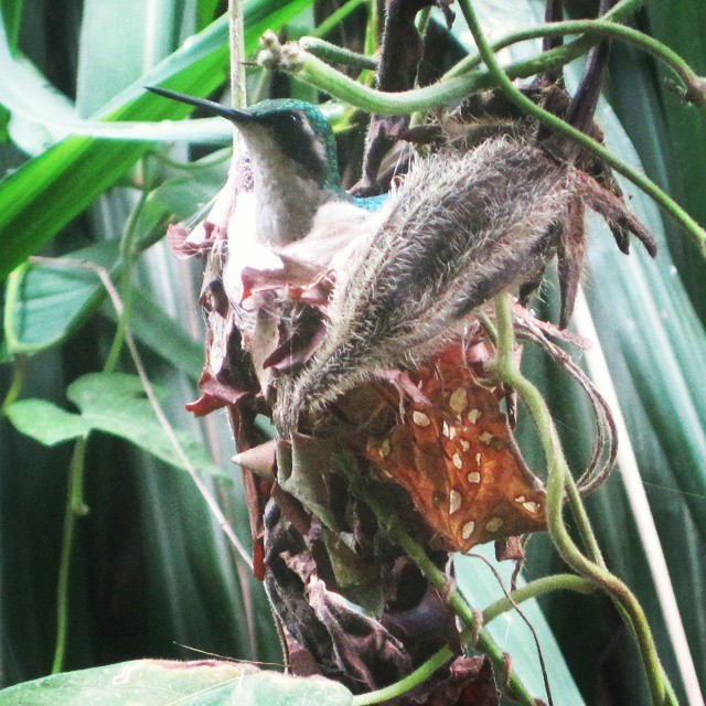 Una Cosita muy pequeñita muy bonita. #colibrí #hummingbird