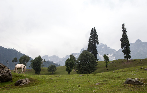 A horse grazes in the meadows of Sonamarg, a hill station in the Ganderbal district in the Kashmir V