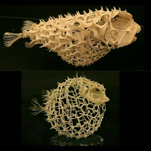 psychopathicneighbor:The skeleton of a pufferfish. 