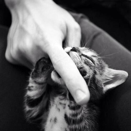 lanymphomanenoir: thepoeticsir:   Good Kitty   Nom nomBecause Daddies taste good. 