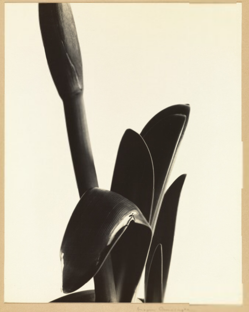 Amaryllis, 1933 Imogen Cunningham (American, 1883 - 1976)J. Paul Getty Museum