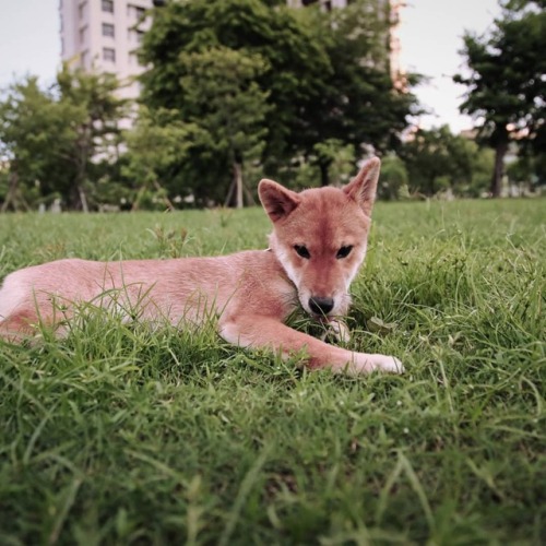 口に合う味~~おいしい!! 真合我口味～～好吃！！ #日本犬 #柴犬 #シバイヌ #shibainu #芝麻醬 #ごまちゃん #散歩 （在 Kaohsiung, Taiwan）