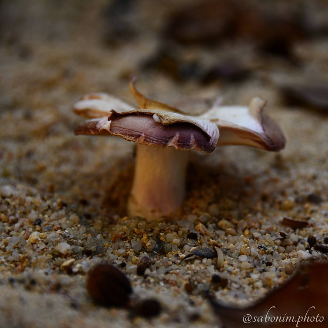 #mushrooms #mushroom #sabonim_photo #instagood #instalike #instaphoto #photography #photodaily #thailand #pai #tree #treemushrooms #forest #funghi #sopp #macros #capture #snapshot #naturephotography #naturelover #nature #natureperfection...
