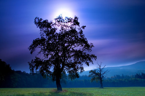 sosuperawesome:Janek Sedlar
