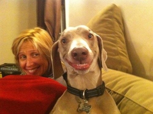 barrageofnerdery:guy:mistressmalfoy:my dad doesn’t believe that dogs can smile so here is a compilat