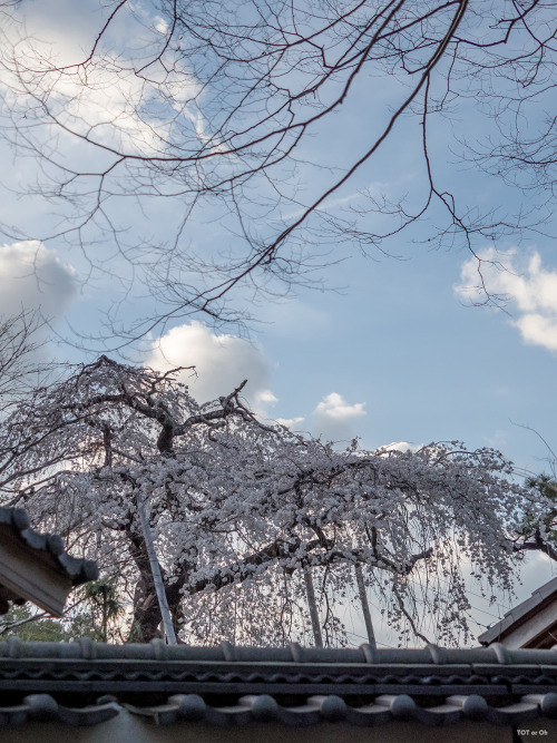 いつもお世話になっているお寺様にて。樹齢300年の枝垂れ桜が今年も花をつけてくれていました。Cherry blossoms 2022. The weeping cherry tree, said to