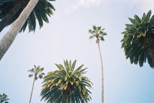 bashum:Beverly Hills by _chandra_ on Flickr. porn pictures