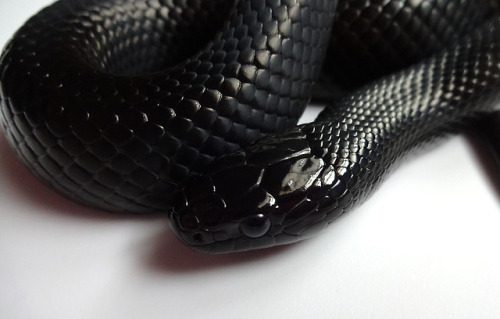 Porn crispysnakes:Taking pictures of some of my photos