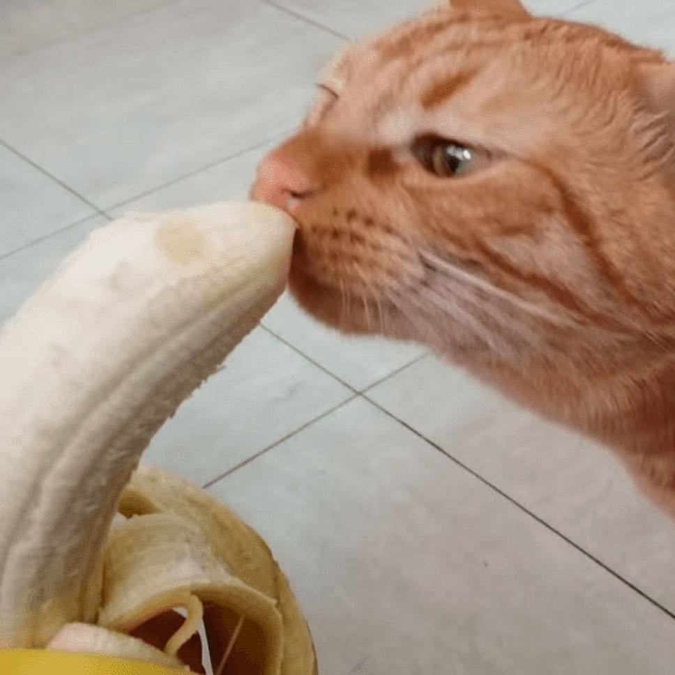 mostlycatsmostly: coolcatgroup:  teathattast:       death by banana   @mostlycatsmostly