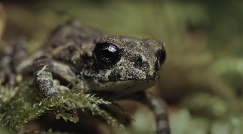 A Remarkable Short Film Dives into a Vancouver Lake to Document Tadpoles’ Evolution