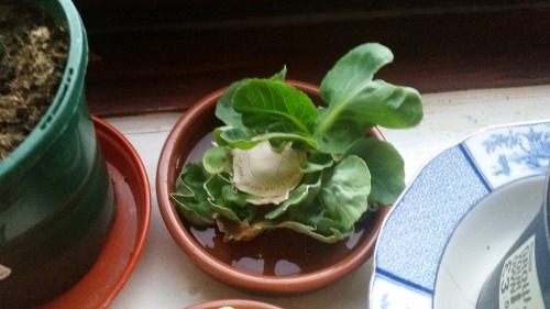 The cabbage has reached stage two of regrowing, finally putting out enough roots to be repotted in s