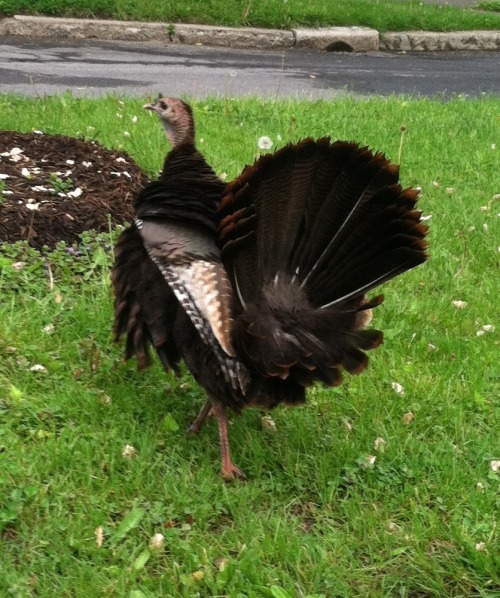 What a nice little turkey showing off his tail plumage.  Happy Thanksgiving!