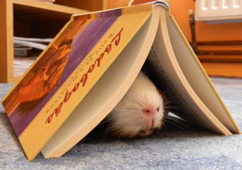 guineapiggies: Reading is fabulous (by anitafenyes) ^_^