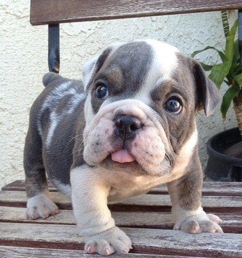 awwww-cute:  Look at his little feetsies (Source: http://ift.tt/1DHEipd)