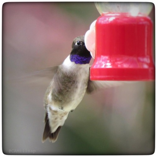 This Black-chinned Hummingbird was the first to appear at my feeder and for the last month I’v